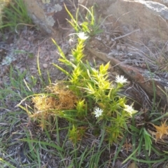 Stellaria pungens at Yass River, NSW - 24 Oct 2019 05:49 PM