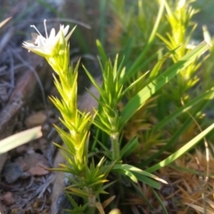 Stellaria pungens at Yass River, NSW - 24 Oct 2019