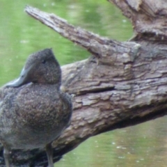 Stictonetta naevosa (Freckled Duck) at Bega, NSW - 22 Oct 2019 by Jackie Lambert