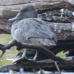 Stictonetta naevosa at Bega, NSW - 23 Oct 2019 06:00 AM