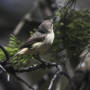 Acanthiza reguloides at Bruce, ACT - 22 Oct 2019