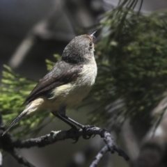 Acanthiza reguloides at Bruce, ACT - 22 Oct 2019 10:28 AM