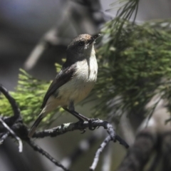 Acanthiza reguloides at Bruce, ACT - 22 Oct 2019 10:28 AM