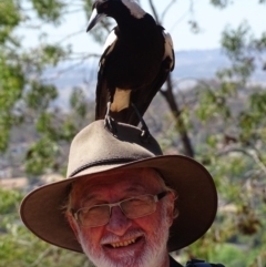 Gymnorhina tibicen at Red Hill, ACT - 24 Oct 2019 09:33 AM
