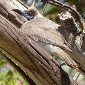 Philemon citreogularis at Fyshwick, ACT - 19 Oct 2019 10:12 AM