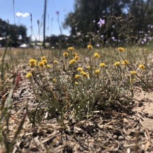 Chrysocephalum apiculatum at Stirling, ACT - 24 Oct 2019