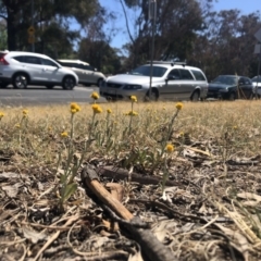 Chrysocephalum apiculatum at Stirling, ACT - 24 Oct 2019