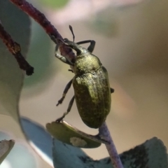 Larinus latus (Onopordum seed weevil) at Red Hill, ACT - 24 Oct 2019 by roymcd