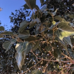 Brachychiton populneus subsp. populneus (Kurrajong) at Berremangra, NSW - 22 Oct 2019 by Nat