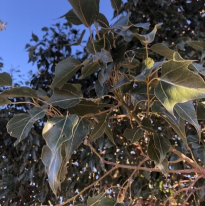 Brachychiton populneus subsp. populneus (Kurrajong) at Berremangra, NSW - 22 Oct 2019 by Nat