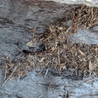 Papyrius nitidus (Shining Coconut Ant) at Red Hill, ACT - 24 Oct 2019 by JackyF