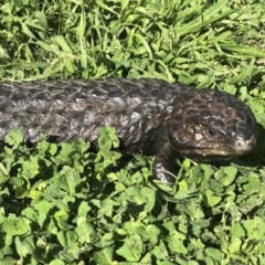 Tiliqua rugosa (Shingleback Lizard) at Gundaroo, NSW - 10 Oct 2019 by Illilanga