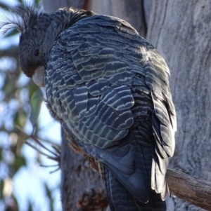 Callocephalon fimbriatum at Red Hill, ACT - suppressed