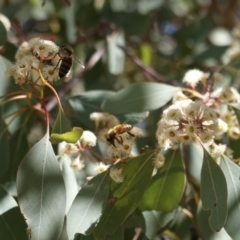 Eucalyptus polyanthemos (Red Box) at Federal Golf Course - 24 Oct 2019 by JackyF