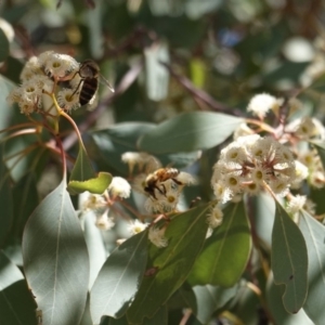 Eucalyptus polyanthemos at Hughes, ACT - 24 Oct 2019 02:47 PM