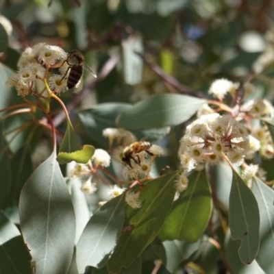 Eucalyptus polyanthemos (Red Box) at Federal Golf Course - 24 Oct 2019 by JackyF