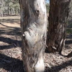 Eucalyptus polyanthemos at Hughes, ACT - 24 Oct 2019 02:47 PM