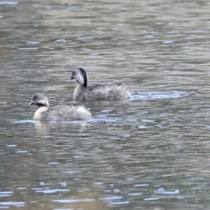 Poliocephalus poliocephalus at Monash, ACT - 14 Oct 2019 02:17 PM