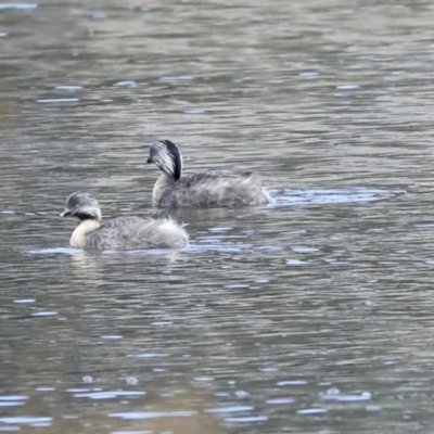 Poliocephalus poliocephalus (Hoary-headed Grebe) at Tuggeranong Creek to Monash Grassland - 14 Oct 2019 by AlisonMilton