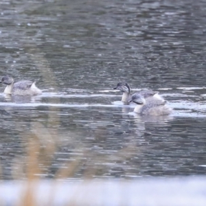 Poliocephalus poliocephalus at Monash, ACT - 14 Oct 2019