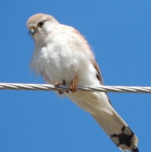 Falco cenchroides at Tharwa, ACT - 9 Oct 2019 11:51 AM