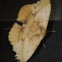 Anthela varia (Hairy Mary) at Conder, ACT - 23 Oct 2019 by michaelb