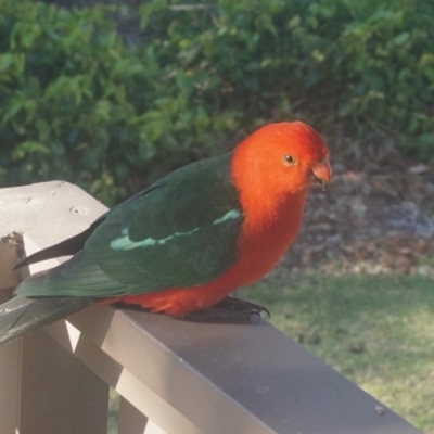 Alisterus scapularis (Australian King-Parrot) at Yadboro, NSW - 16 Oct 2019 by gerringongTB