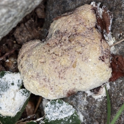 Fuligo septica (Scrambled egg slime) at Kambah, ACT - 25 Oct 2019 by Marthijn