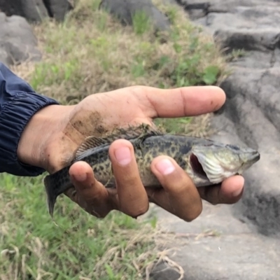 Maccullochella peelii (Murray Cod) at Woodstock Nature Reserve - 25 Oct 2019 by JasonC