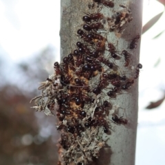 Papyrius nitidus (Shining Coconut Ant) at Aranda Bushland - 24 Oct 2019 by CathB