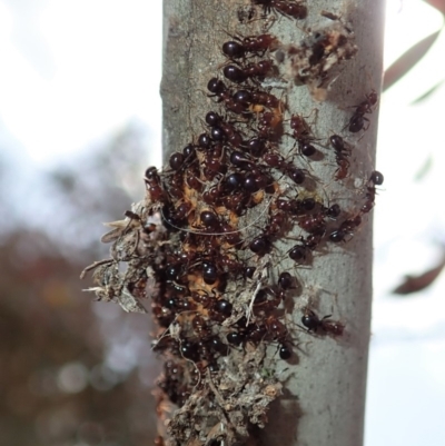 Papyrius nitidus (Shining Coconut Ant) at Aranda Bushland - 24 Oct 2019 by CathB