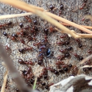 Papyrius nitidus at Dunlop, ACT - suppressed