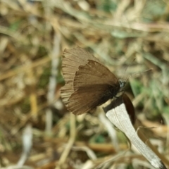 Zizina otis (Common Grass-Blue) at Mount Mugga Mugga - 24 Oct 2019 by Mike