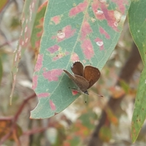 Acrodipsas myrmecophila at suppressed - suppressed