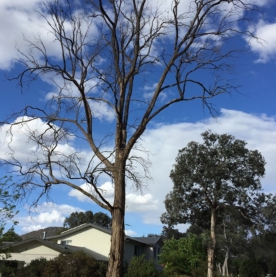 Callocephalon fimbriatum (Gang-gang Cockatoo) at Hackett, ACT - 8 Oct 2019 by MargL