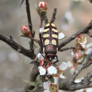 Castiarina decemmaculata at Dunlop, ACT - 25 Oct 2019