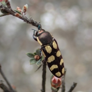 Castiarina decemmaculata at Dunlop, ACT - 25 Oct 2019 10:41 AM