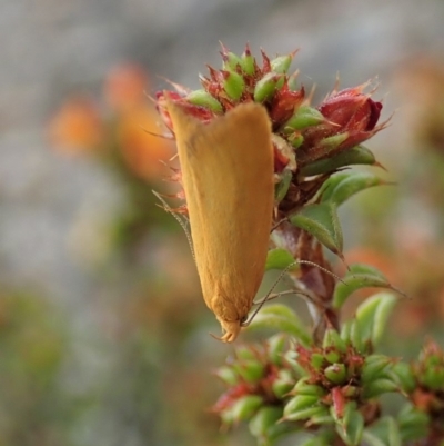 Eulechria electrodes (Yellow Eulechria Moth) at Dunlop, ACT - 25 Oct 2019 by CathB