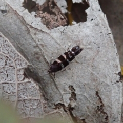 Stagmatophora argyrostrepta (A cosmet moth) at Dunlop, ACT - 25 Oct 2019 by CathB