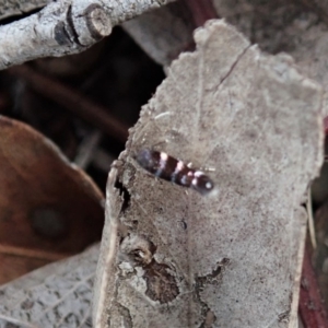 Stagmatophora argyrostrepta at Dunlop, ACT - 25 Oct 2019