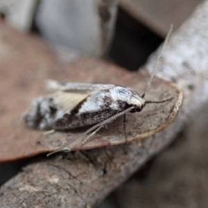 Eusemocosma pruinosa at Dunlop, ACT - 25 Oct 2019 09:39 AM