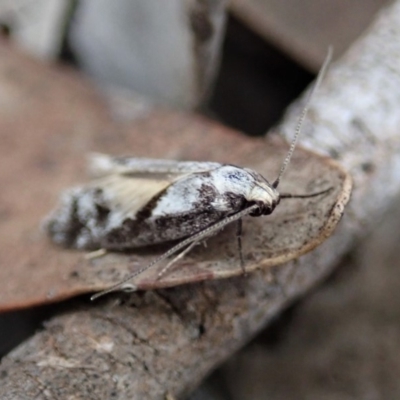 Eusemocosma pruinosa (Philobota Group Concealer Moth) at Dunlop, ACT - 24 Oct 2019 by CathB