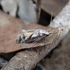 Eusemocosma pruinosa at Dunlop, ACT - 25 Oct 2019 09:39 AM