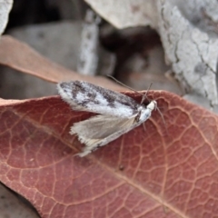 Eusemocosma pruinosa at Dunlop, ACT - 25 Oct 2019 09:39 AM