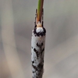 Philobota lysizona at Dunlop, ACT - 25 Oct 2019 11:21 AM