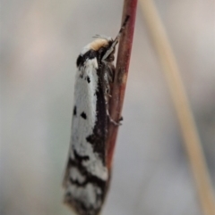 Philobota lysizona at Dunlop, ACT - 25 Oct 2019 11:21 AM