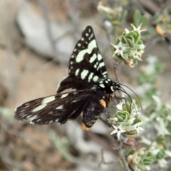 Periscepta polysticta (Spotted Day Moth) at Dunlop, ACT - 24 Oct 2019 by CathB