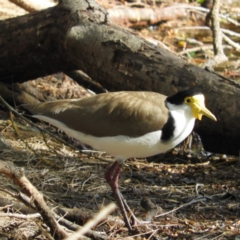 Vanellus miles (Masked Lapwing) at North Batemans Bay, NSW - 20 Oct 2019 by MatthewFrawley