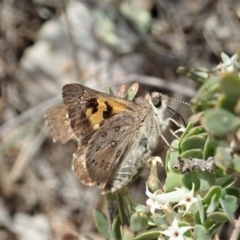 Trapezites phigalia (Heath Ochre) at Dunlop, ACT - 25 Oct 2019 by CathB