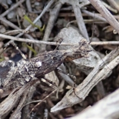 Paraoxypilus tasmaniensis (Black bark mantis or Boxing mantis) at Dunlop, ACT - 25 Oct 2019 by CathB